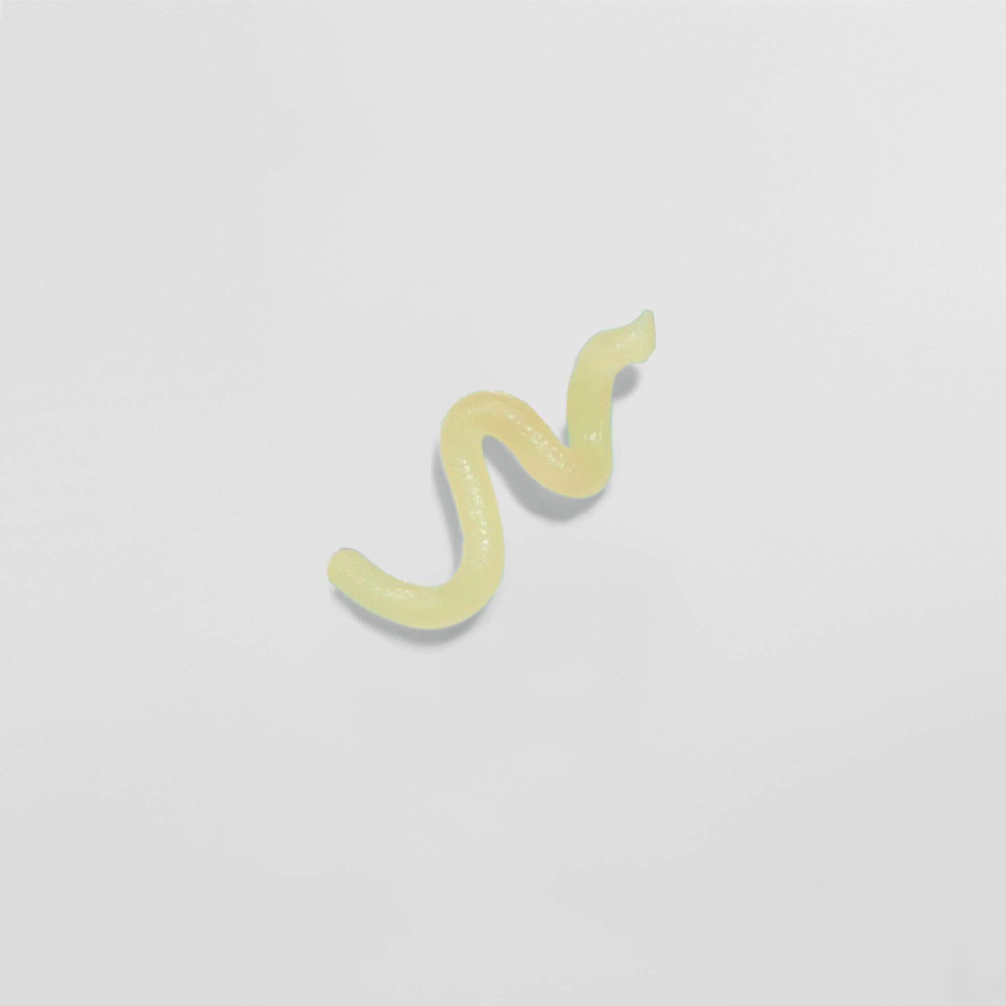 Gelber Gummiwurm auf weißem Hintergrund.